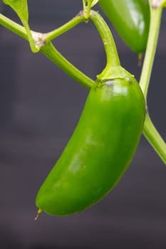 Chili Jalapeno