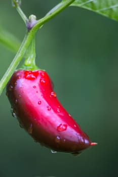 Chili Jalapeno