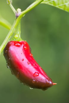 Chili Jalapeno