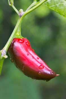 Chili Jalapeno