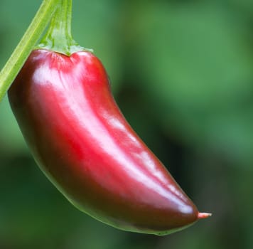Chili Jalapeno