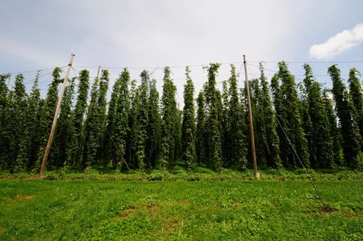 hop
