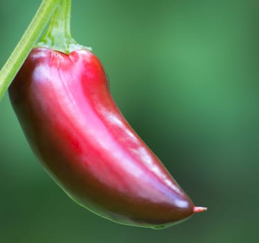 Chili Jalapeno