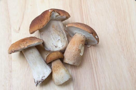 Porcini mushroom (Boletus)