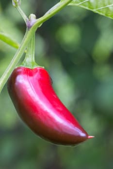 Chili Jalapeno