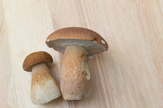 Porcini mushroom (Boletus)