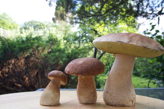 Porcini mushroom (Boletus)