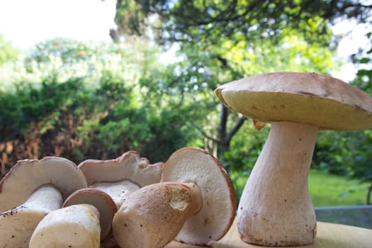 Porcini mushroom (Boletus)