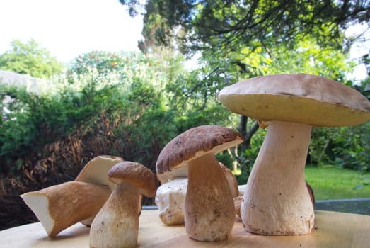Porcini mushroom (Boletus)
