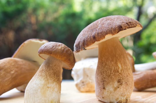 Porcini mushroom (Boletus)
