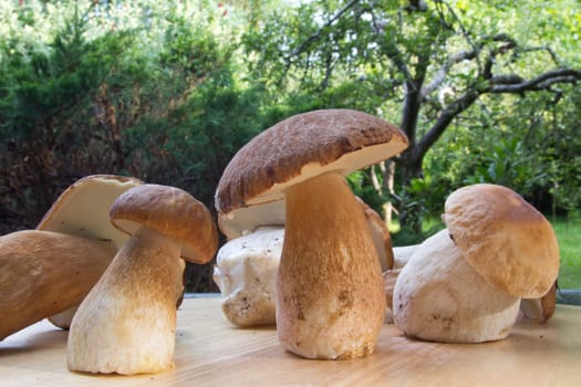 Porcini mushroom (Boletus)