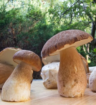 Porcini mushroom (Boletus)