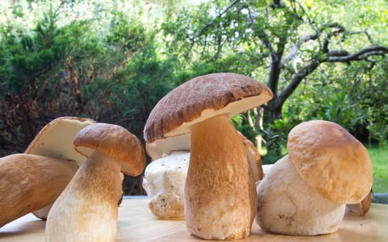 Porcini mushroom (Boletus)