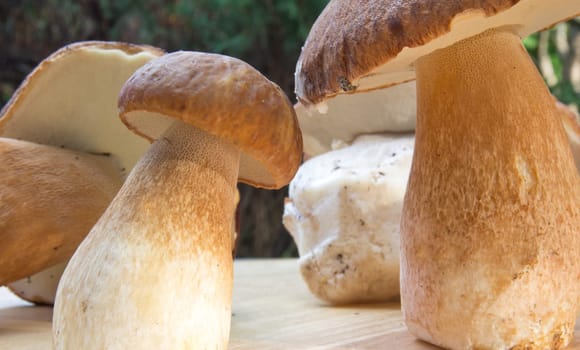 Porcini mushroom (Boletus)