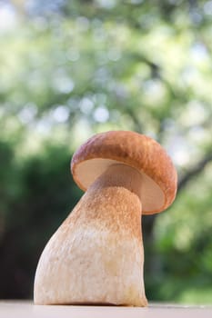 Porcini mushroom (Boletus)
