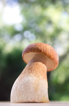 Porcini mushroom (Boletus)