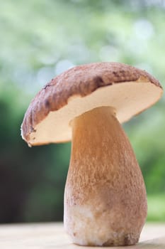 Porcini mushroom (Boletus)