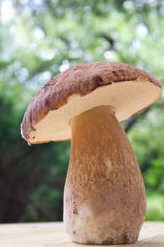 Porcini mushroom (Boletus)