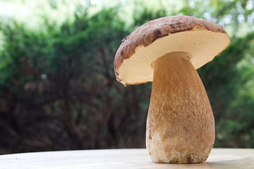 Porcini mushroom (Boletus)