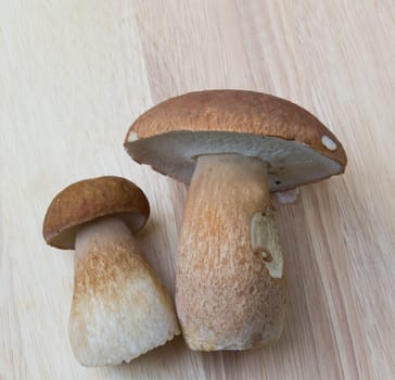Porcini mushroom (Boletus)