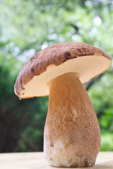 Porcini mushroom (Boletus)