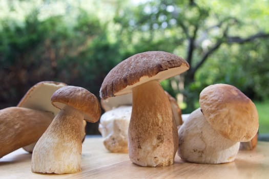 Porcini mushroom (Boletus)
