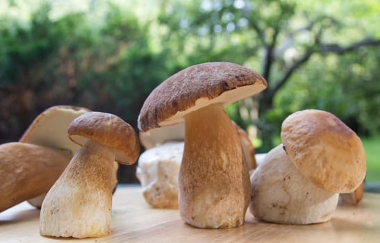 Porcini mushroom (Boletus)