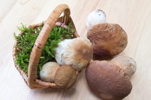Porcini mushroom (Boletus)