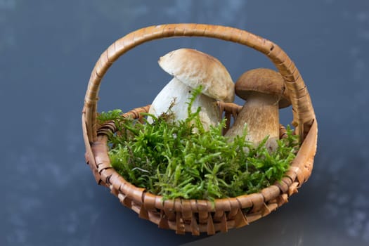 Porcini mushroom (Boletus)