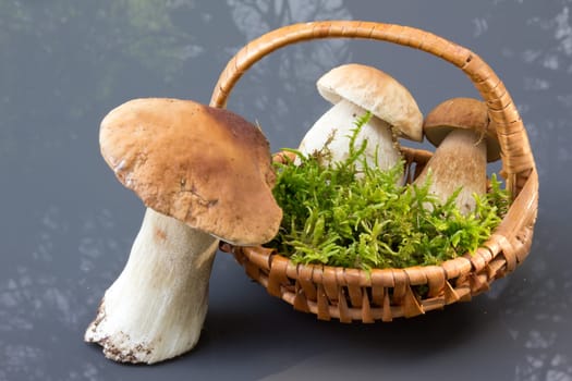 Porcini mushroom (Boletus)