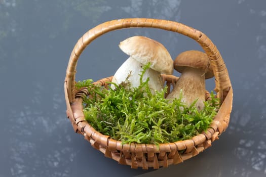 Porcini mushroom (Boletus)
