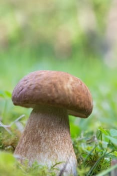 Porcini mushroom (Boletus)