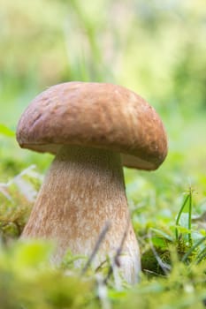 Porcini mushroom (Boletus)