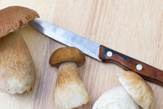 Porcini mushroom (Boletus)