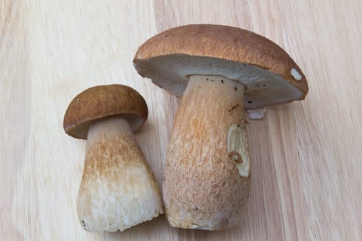 Porcini mushroom (Boletus)