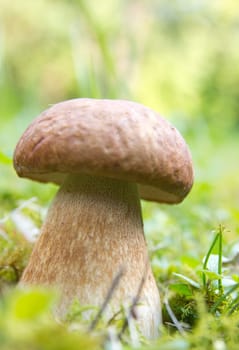 Porcini mushroom (Boletus)