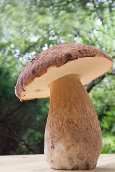 Porcini mushroom (Boletus)
