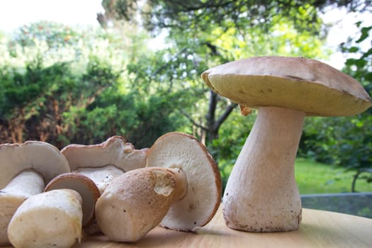 Porcini mushroom (Boletus)