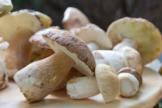 Porcini mushroom (Boletus)
