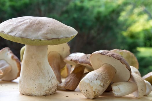 Porcini mushroom (Boletus)