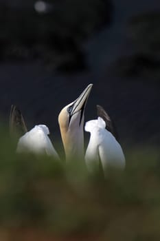 Gannets on the Vogelfelsen on Heligoland
