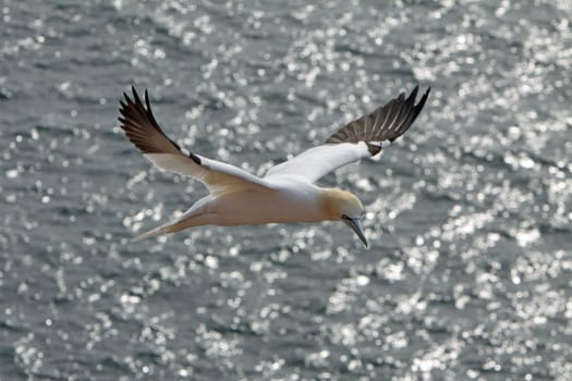 Gannets on the Vogelfelsen on Heligoland