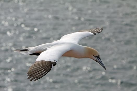 Gannets on the Vogelfelsen on Heligoland