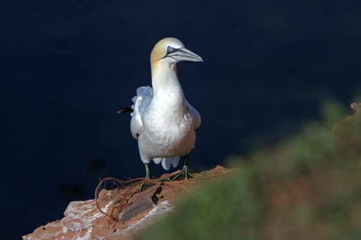 Gannets on the Vogelfelsen on Heligoland