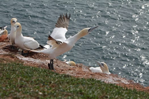 Gannets on the Vogelfelsen on Heligoland