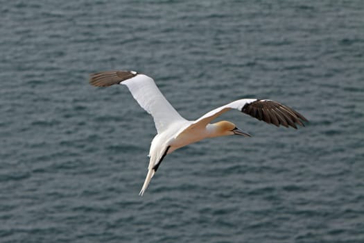 Gannets on the Vogelfelsen on Heligoland