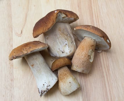 Porcini mushroom (Boletus)