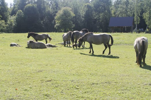 Poland Bison Reserve