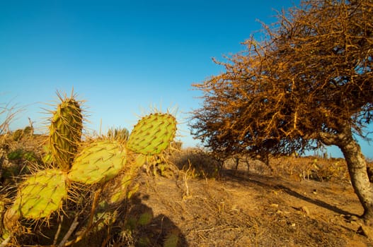 A cactus in a desert next to a leafless twisted tree.