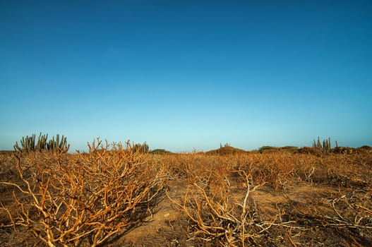 Dry vegetation in a desert set against a beautiful blue sky.